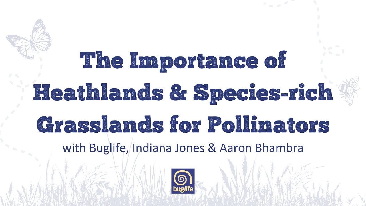 The Importance of Heathlands & Species rich Grasslands for Pollinators