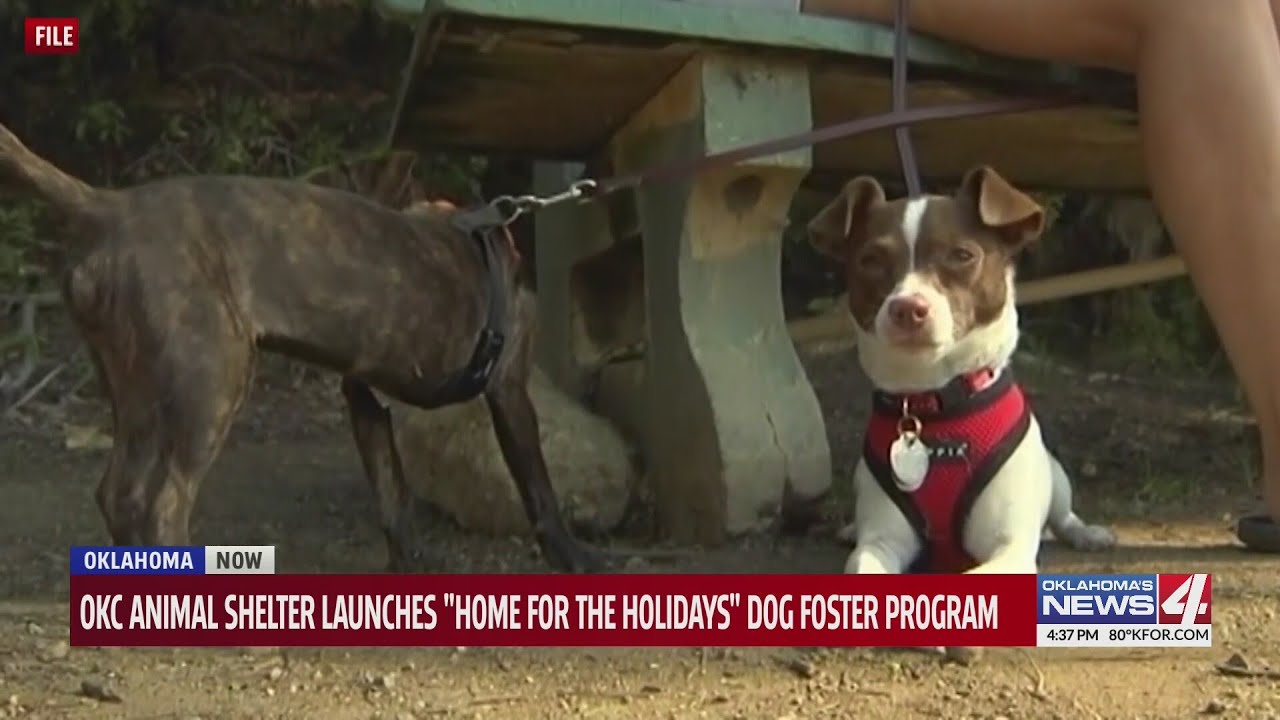 OKC Animal Shelter launches 