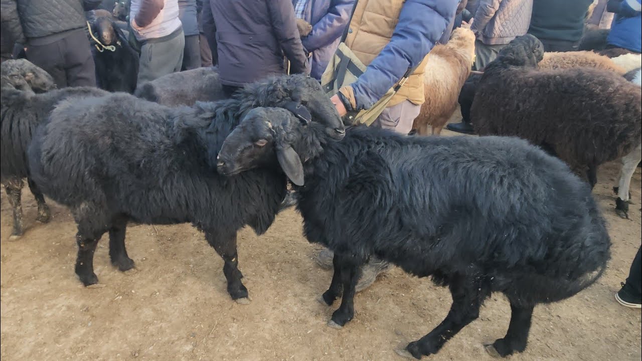 QO'Y BOZORI NARXLARI. BUGUNGI NARXLAR BILAN TANISHING. 