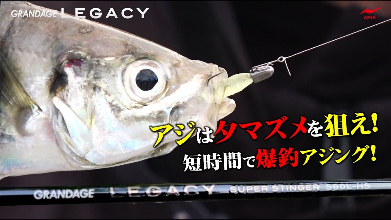【アジは夕マズメを狙え！！】短時間で爆釣アジング！！