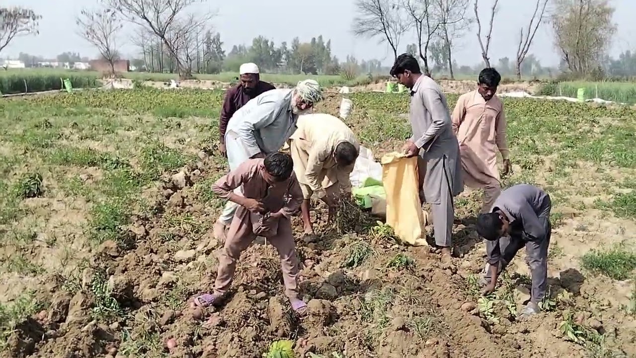 🥔 ٹریکٹر سے آلو کی جدید کھدائی | کسان کی محنت رنگ لے آئی 🚜 | Potato Harvest in Pakistan#آلو #PotatoH
