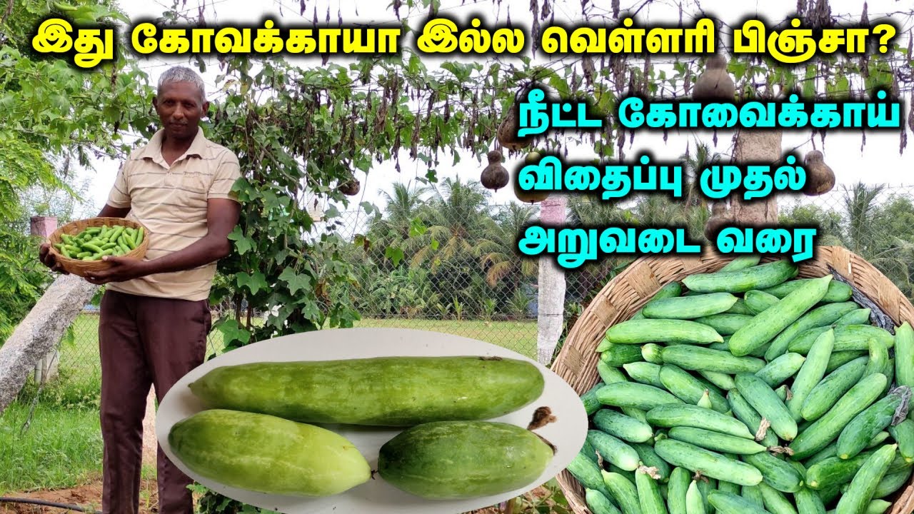 இது கோவக்காயா இல்ல வெள்ளரி பிஞ்சா?. அட்டகாசமான நீட்ட கோவக்காய். விதைப்பு முதல் அறுவடை வரை