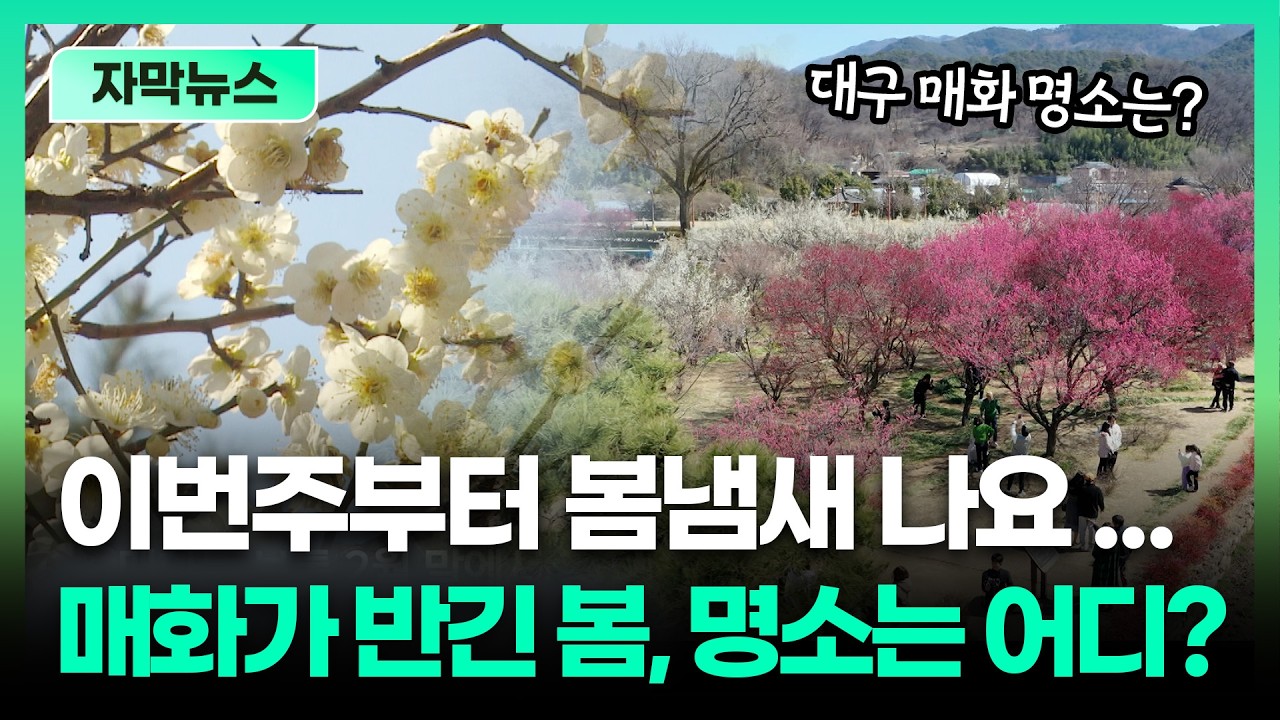 벚꽃 전 봄 느끼고 싶으신 분들을 위한 '매화' 명소는 여기?🌸ㅣTBC 자막뉴스