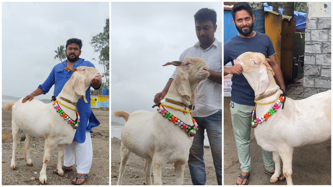 India’s heavyweight Female 105kg plus AT Ayesha Goat farm Kokan Murud janjira