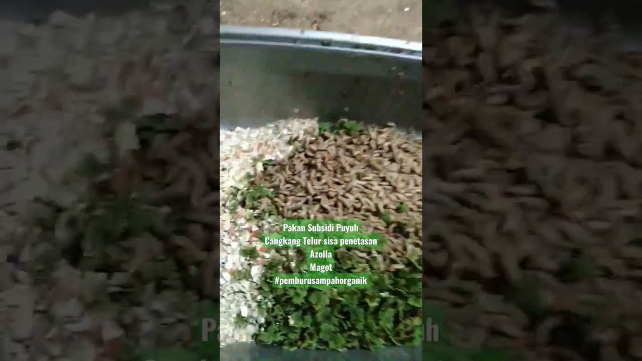 Pakan Puyuh Organik #puyuh #magotbsf #azolla #organic #farming #maggotbsf