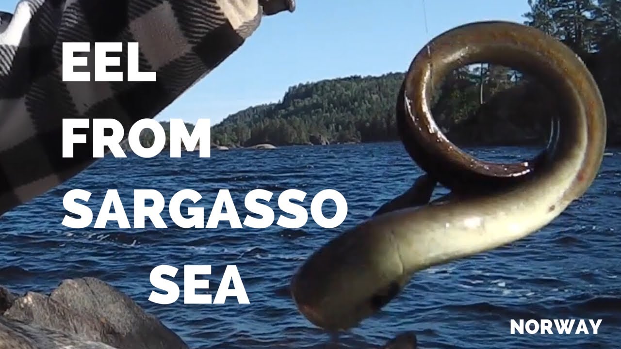 Ålen fra Sargassohavet