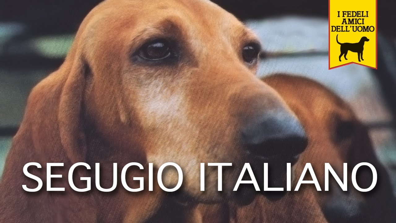 SEGUGIO ITALIANO trailer documentario