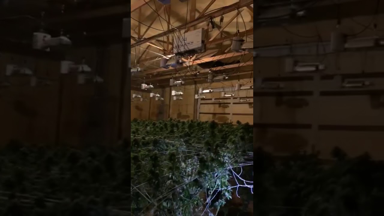 Barn grow job 64 gavita lights 1000 watt double ended