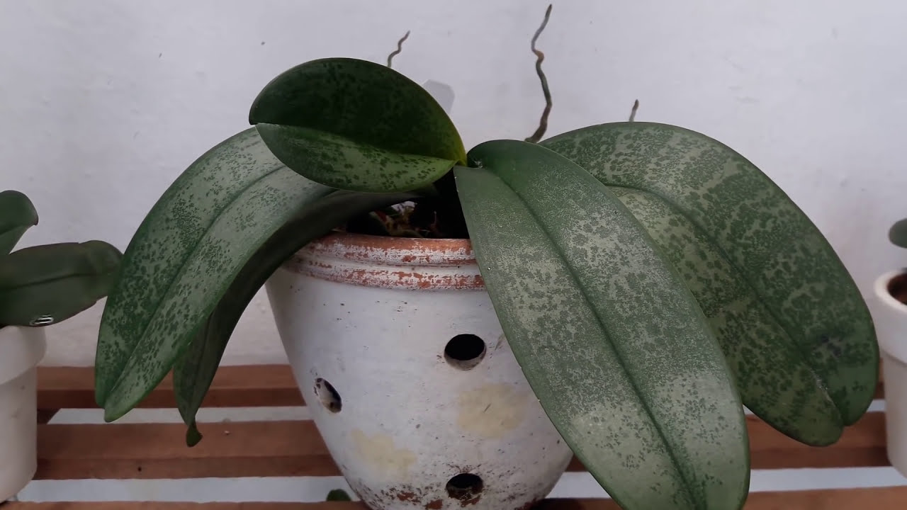 ORQUÍDEA PHALAENOPSIS EM VASO DE BARRO