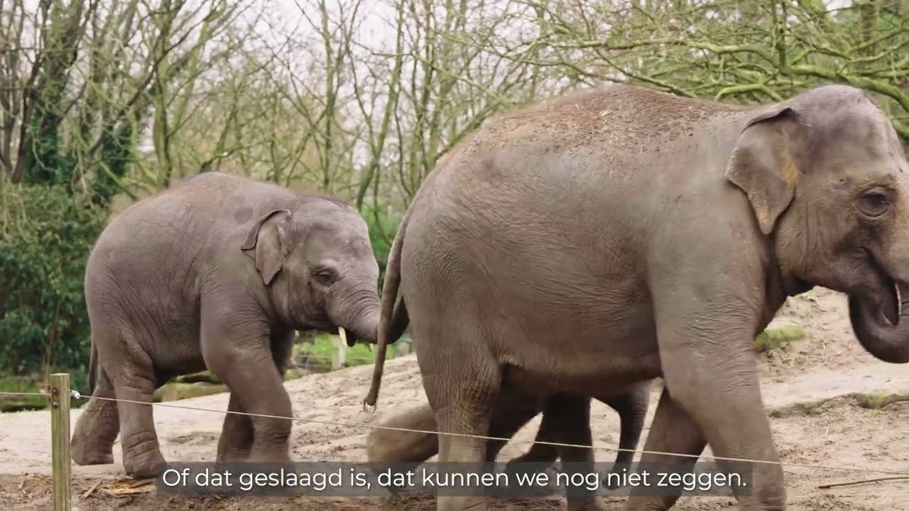 Hoe is het nu met de Aziatische olifanten uit de serie?
