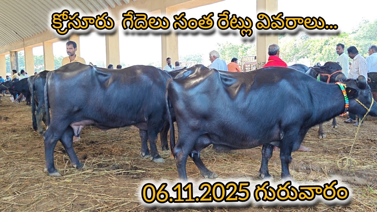 6.11.2025 గురువారం క్రోసూరు గేదెలు సంత Part. 1 రేట్లు వివరాలు....