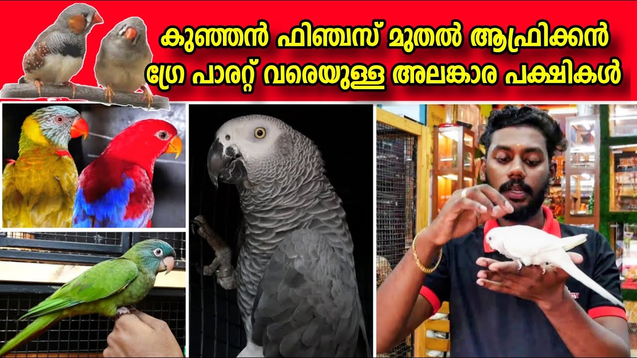 കുഞ്ഞൻ ഫിഞ്ചസ് മുതൽ ആഫ്രിക്കൻ ഗ്രേ പാരറ്റ് വരെയുള്ള അലങ്കാര പക്ഷികൾ | Huge Collections of Pet Birds