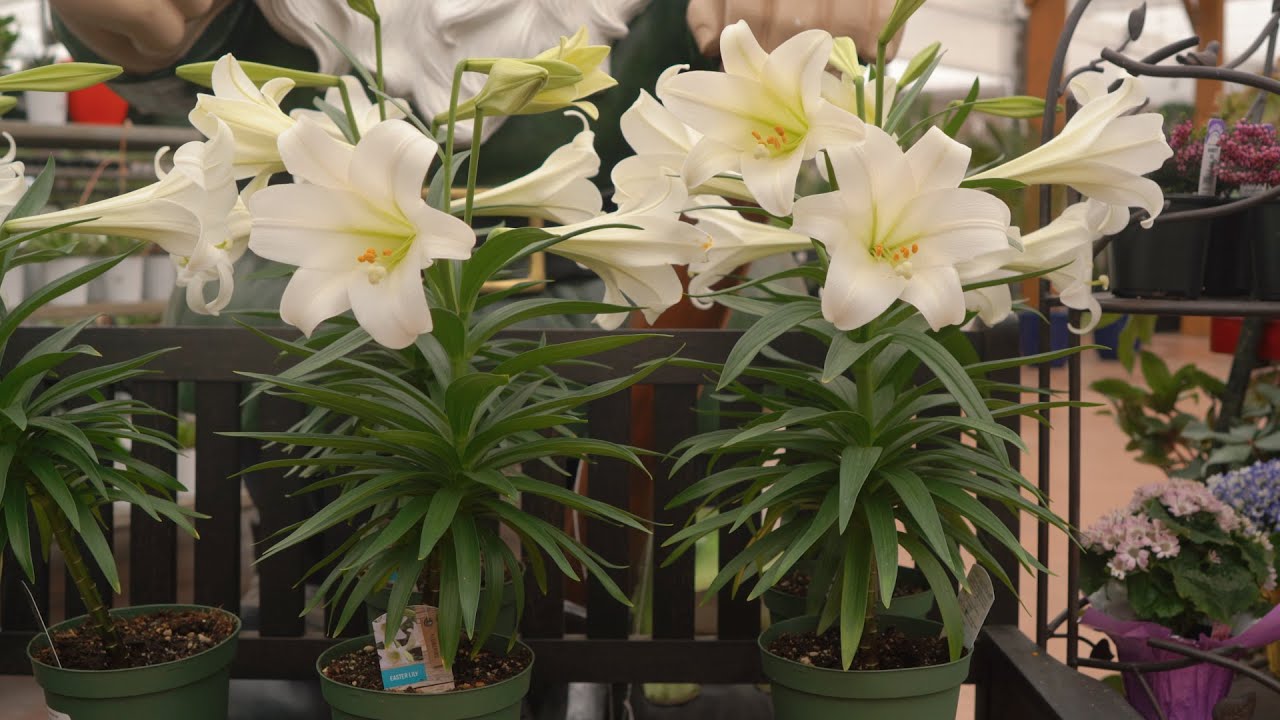 Easter Lily @ greengate Garden Centres