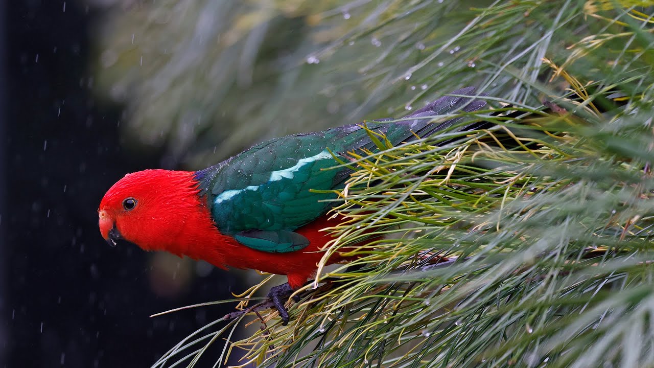 Australia Part 33: birding O'Reilly's Rainforest Reserve Oct 10 #canon_r5 #rf100_500 #Birding_Oz