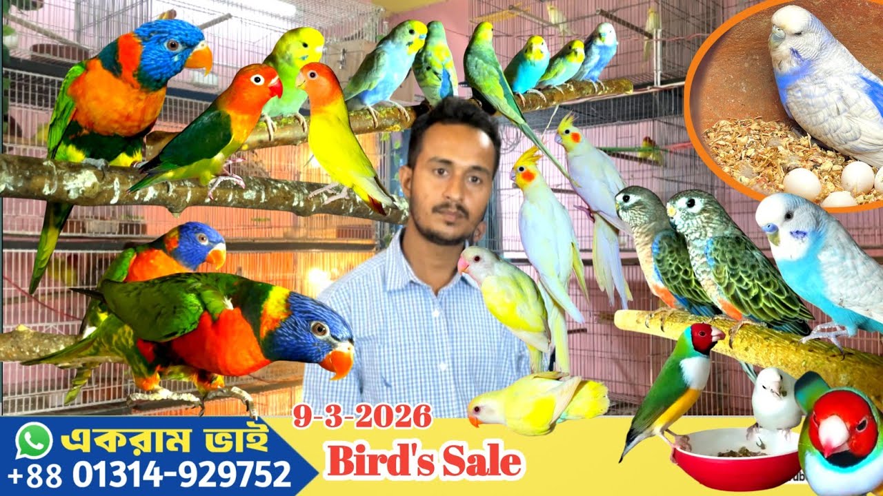 রংবেরঙের পাখি বিক্রয়।।Bids Sale।।রানিং পাখি বিক্রয়।।GIANT Bird Market in Khulna Bangladesh   #bird