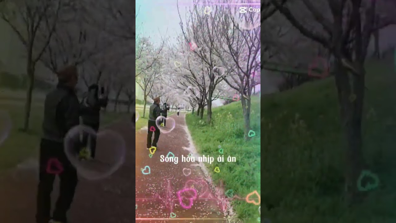 hom nay minh di xem hoa anh dao  4 thang 4 2024