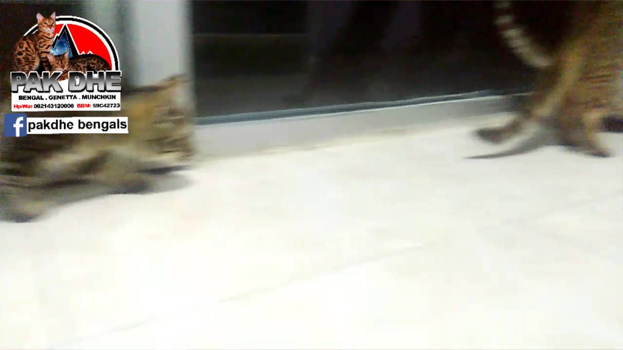 kucing cebol.....kaki pendek / kucing munchkin kesayangan ..... 🐈🐈🐈  kucing genetta