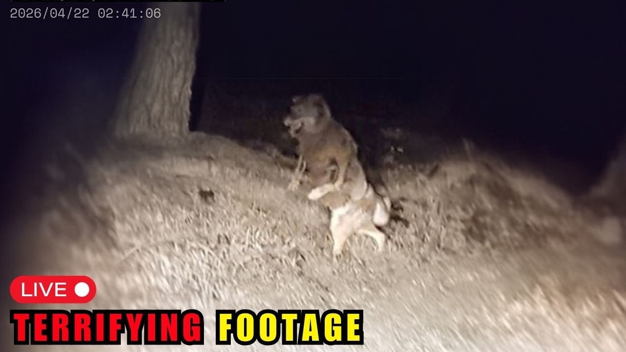 100 Most TERRIFYING Forest Creature Encounters CAUGHT on Camera
