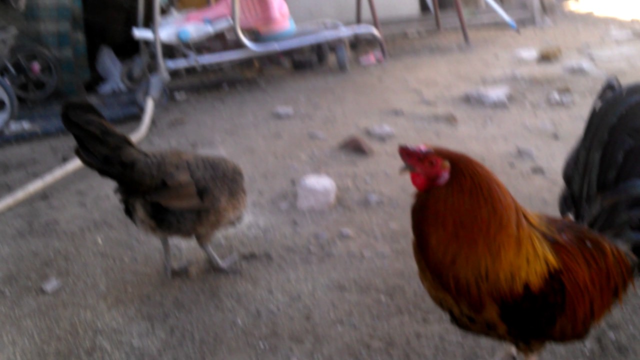 como  pisa el gallo ala gallina