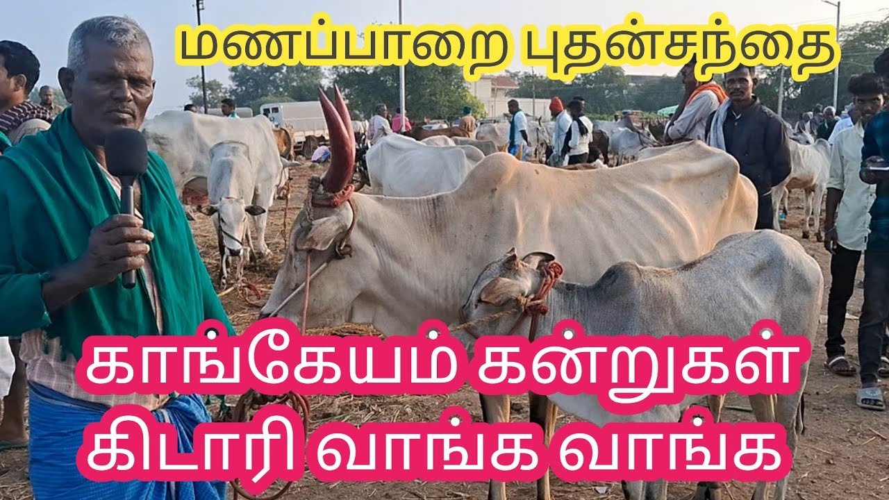 மணப்பாறைமாட்டுச்சந்தை|குறைந்த விலை காங்கேயம் கன்றுகள் கிடாரிகள் வாங்க #மணப்பாறைமாட்டுச்சந்தை #cow
