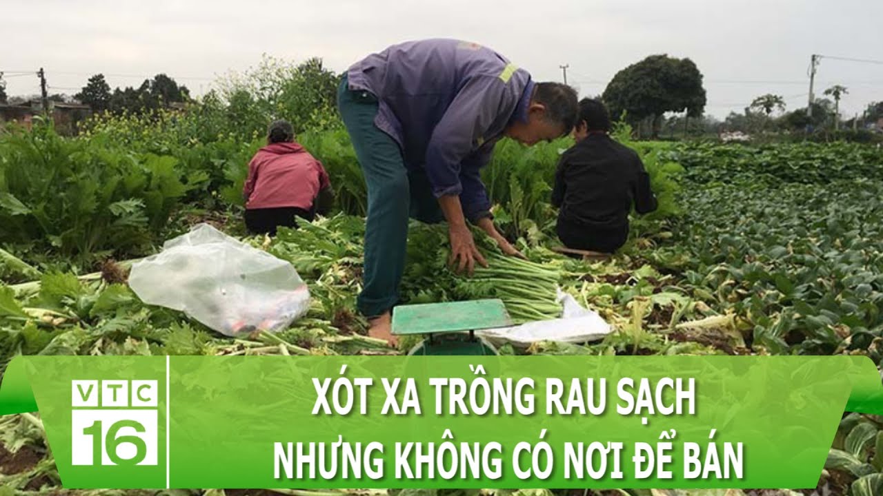 Xót xa trồng rau sạch nhưng không có nơi để bán | Hợp tác xã | VTC16
