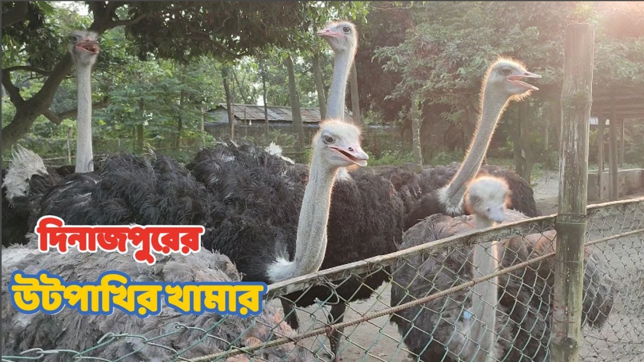 দিনাজপুরে দক্ষিণ আফ্রিকার উট পাখির খামার ।। Ostrich Farm in Dinajpur