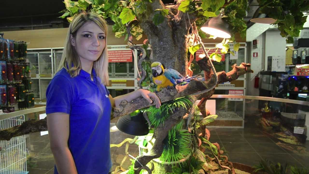 Cucciolo di Ara Ararauna da Imbecco