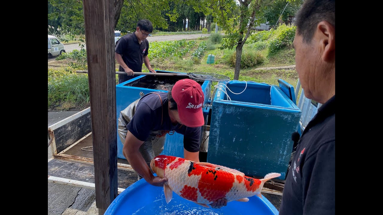 Shintaro Jumbo Koi Harvest 2020!!