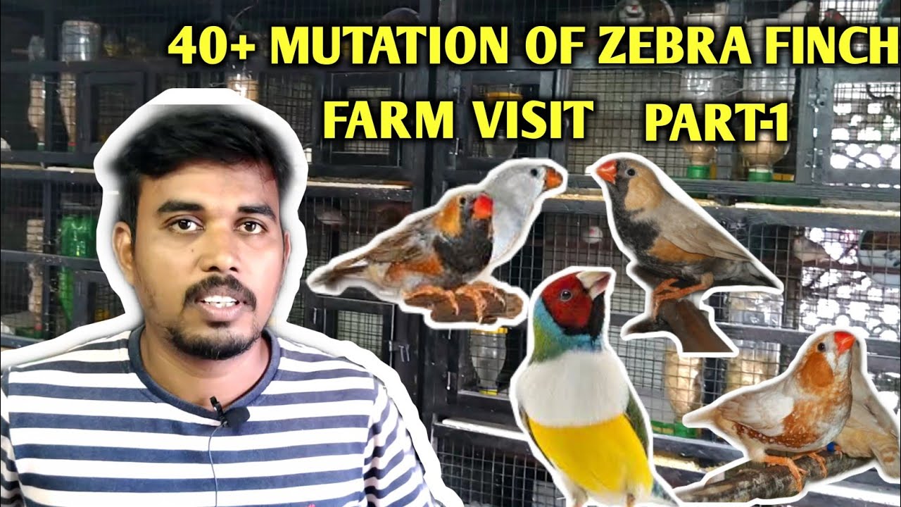 Zebra Finch mutation 40+ variety Finch farm visit/ Tamil/Part-1