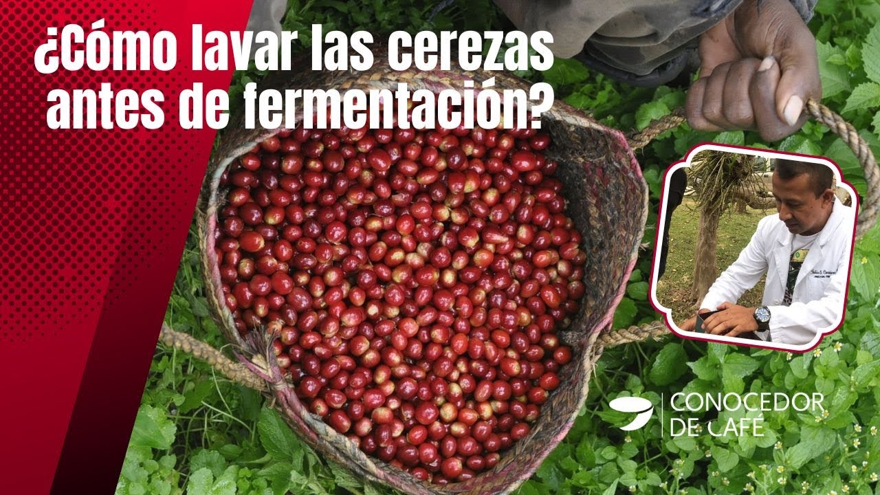 FERMENTACIÓN controlada de CAFÉS y lavado de cerezas | Biólogo Julián Cucuñame Balcázar (extracto).