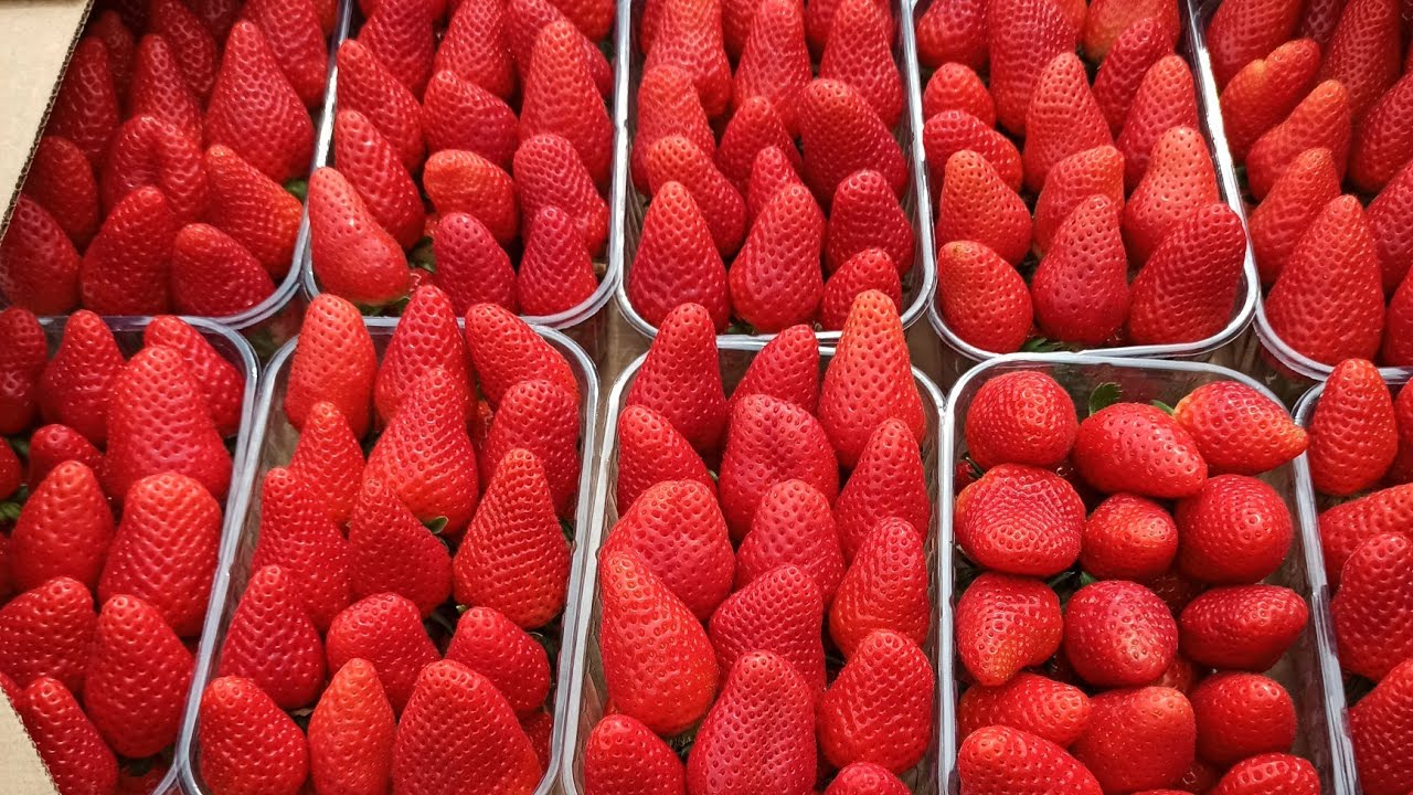 Первый шаг к миллиону!) Первая волна, Мальга и Кабрилло! Клубника, рассада.