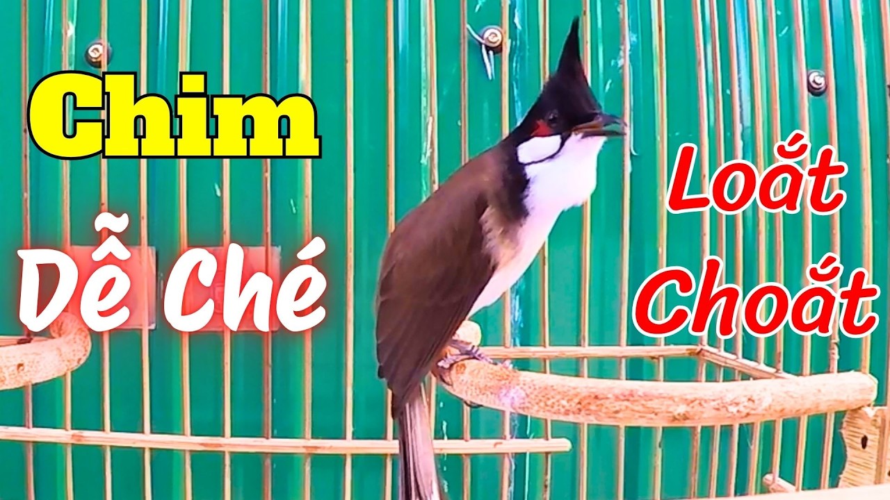Chào Mào Kích Bổi Lên Lửa!.. Luyện Chào Mào Hót Đấu - Chào Mào Kích Trống Hót Căng Lửa. chào mào đấu