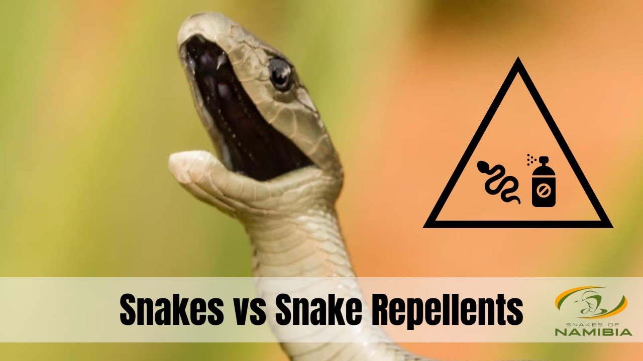 Snakes vs Snake Repellents; Does it Really Work?