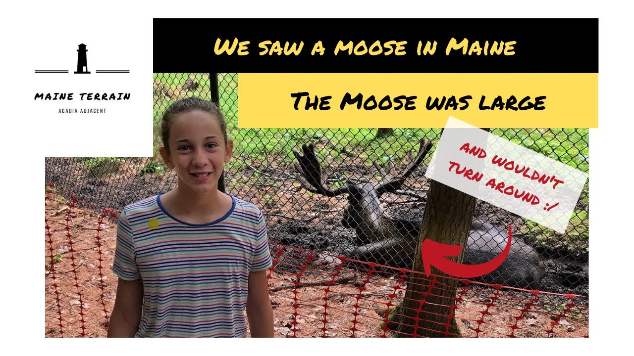 Maine Moose 2019 Zoo