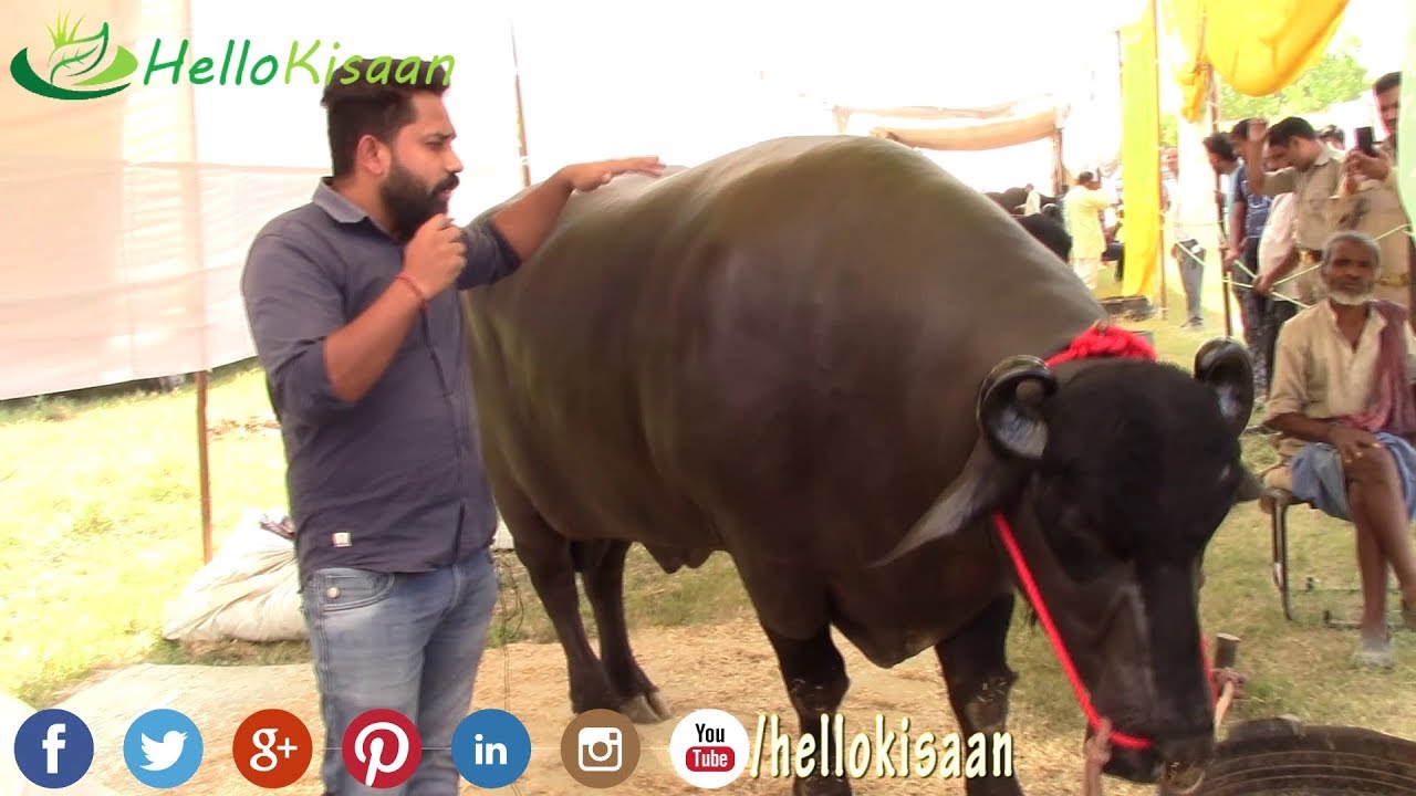 युवराज जैसा बुल न देखा होगा || Yuvraj Best Murrah Bull || कैसे तैयार करे युवराज जैसा मुर्राह बुल