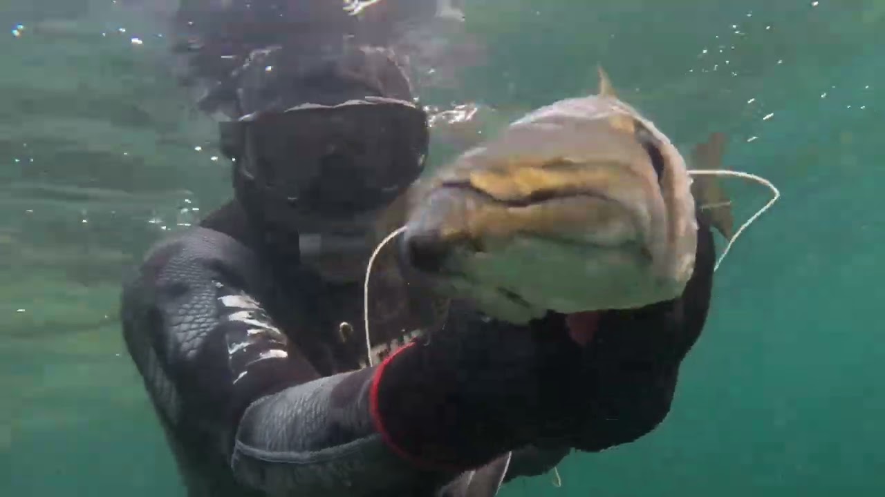 En CSM Comment faire du beau poisson dans pas d’eau pour les nuls en apnée !!!🤣🤣🤣