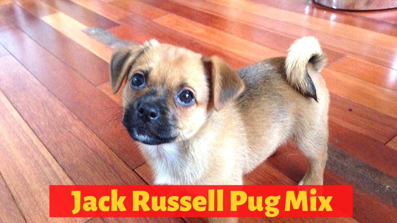 Interesting Facts about the Jack Russell Pug Mix (Jug)| Should you get one for you?