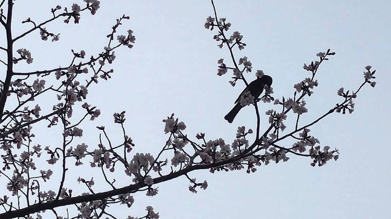 Brown-eared Bulbul (Hiyodori) Delighting in Japanese Cherry Blossoms' Bloom