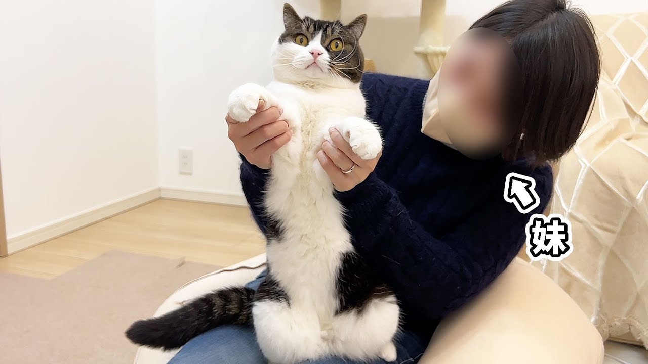 急に遊びに来た酔っぱらいの妹にやりたい放題された猫w