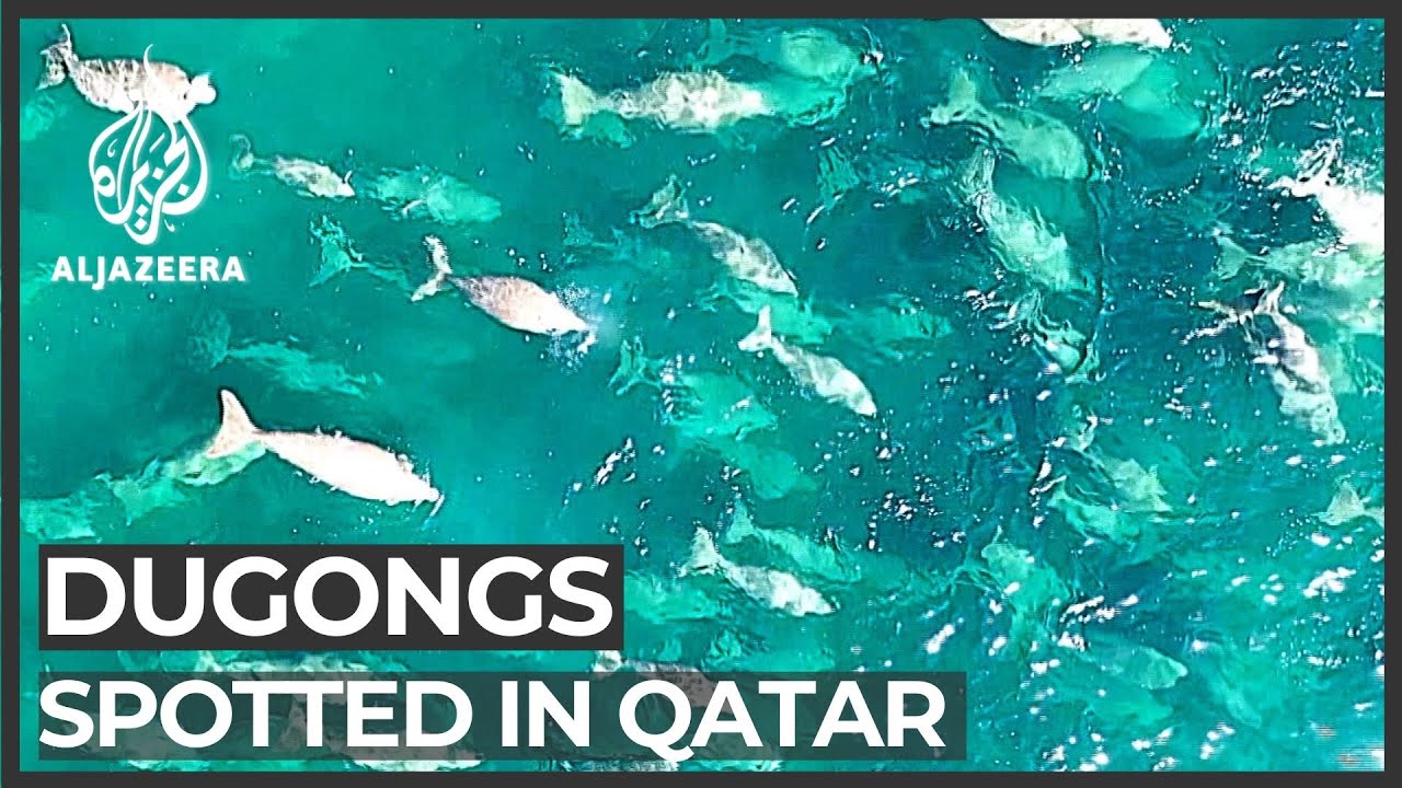 Dugong discovery: Large population found off Qatar