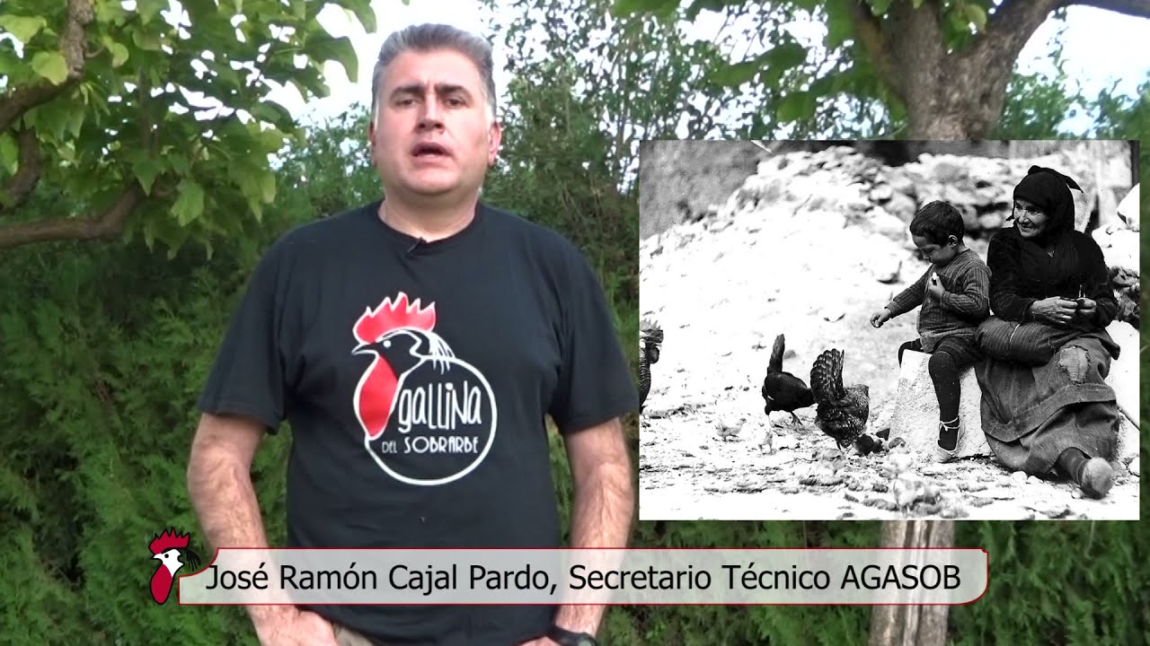AGASOB, 20 años trabajando para la recuperación de la gallina del Sobrarbe