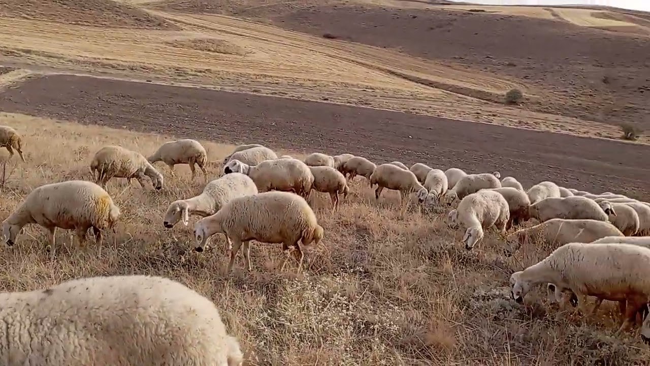Yağmur yağar ise meşeye çıkar koyun 