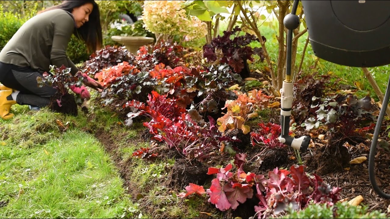 Planting 21 Heucheras in my GARDEN 🌿 Soil & Margaritas