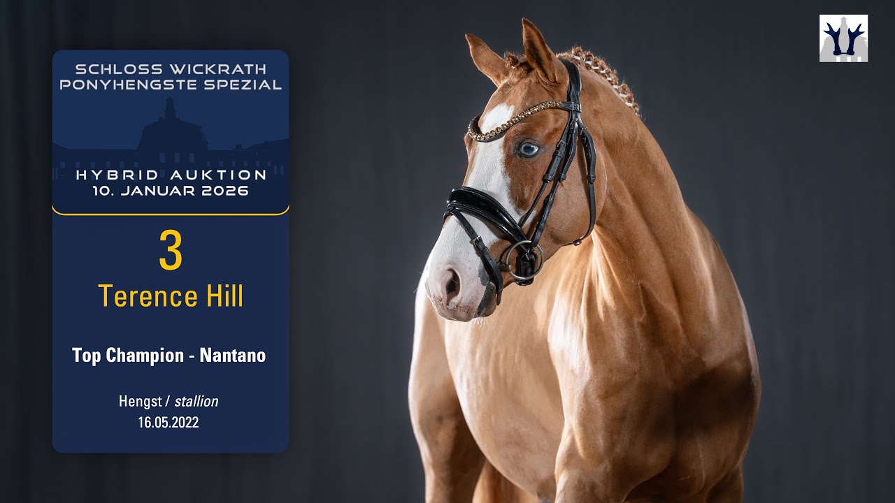 Ponyhengste Spezial/Hybrid Auktion Lot 3 Terence Hill Hengst v. Top Champion - Nantano