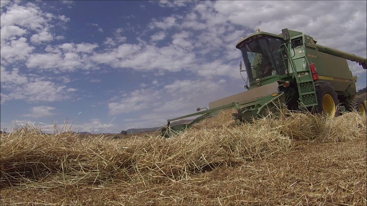 Harvest 2015 Tooma