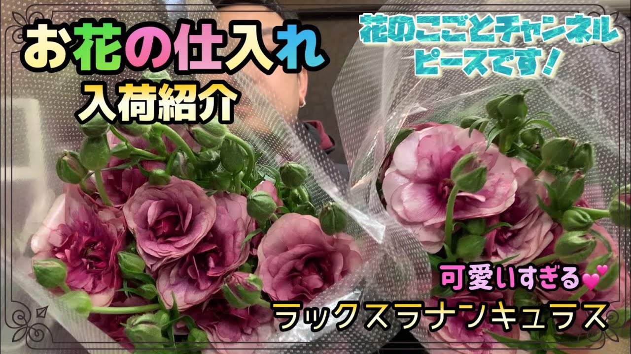 【花屋】花の仕入れ動画！今回のお気に入りの花はラックスタイプのラナンキュラス！可愛いい！#691