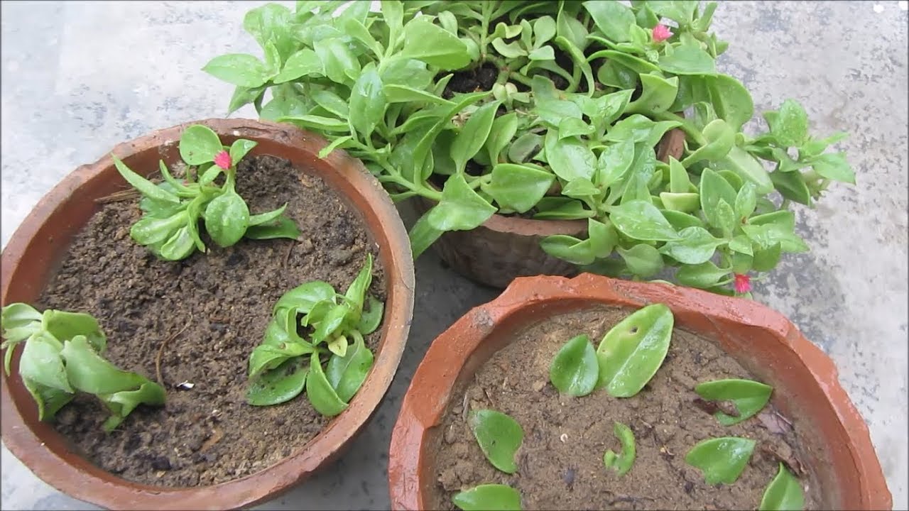 How to Grow Baby Sun Rose from Cuttings l Hindi/Urdu