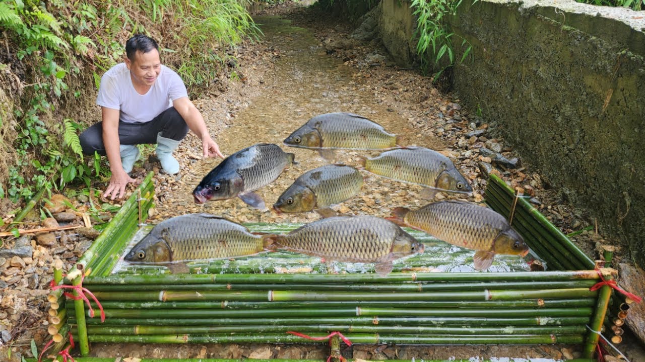 Ancient fish trapping skills. Using bamboo to make traps and catching a lot of fish to sell.