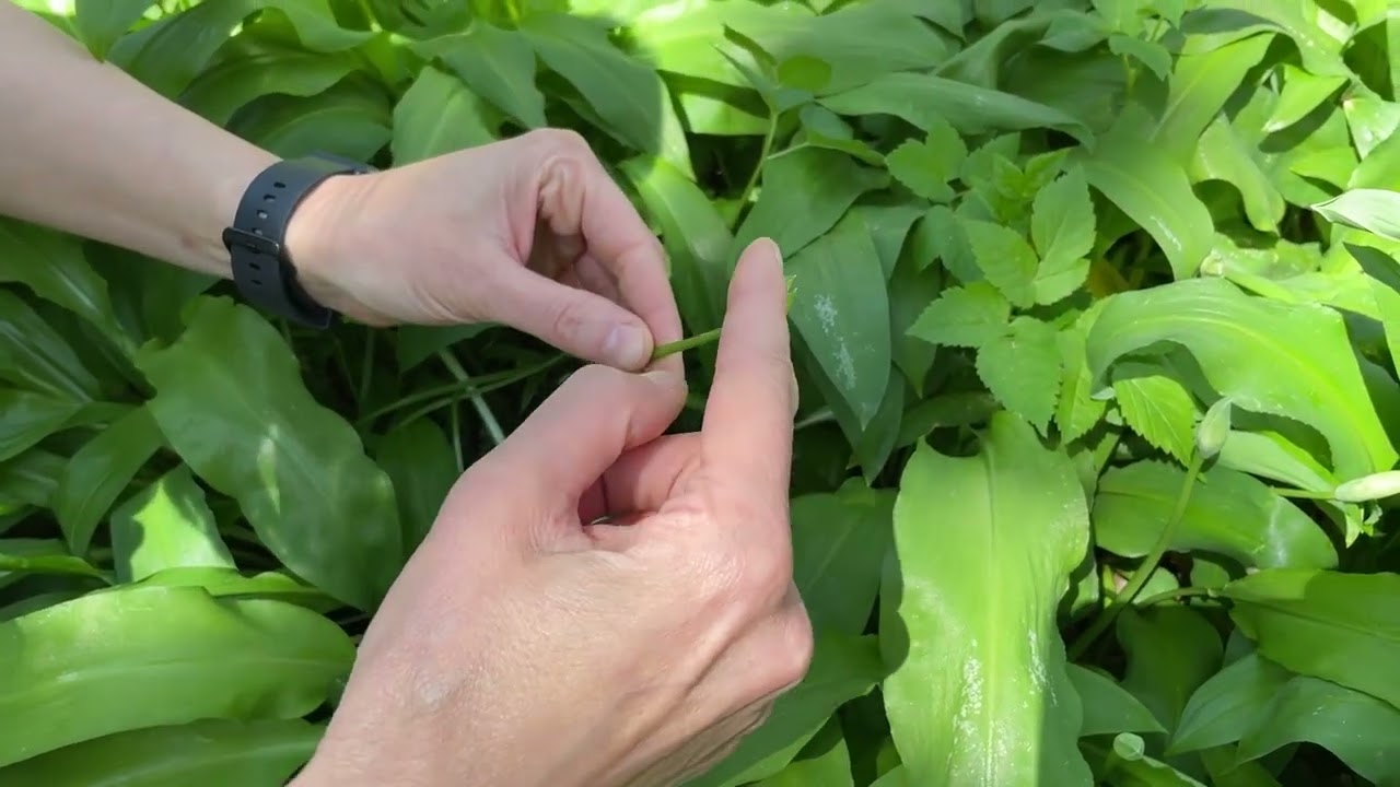 Come riconoscere l'aglio orsino