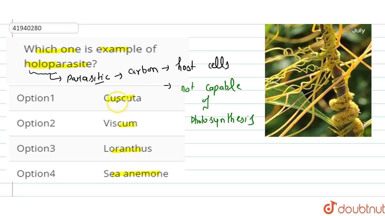 Which one is example of holoparasite?